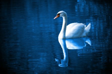 Swan gliding on lake