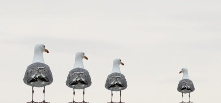 Gulls in different sizes