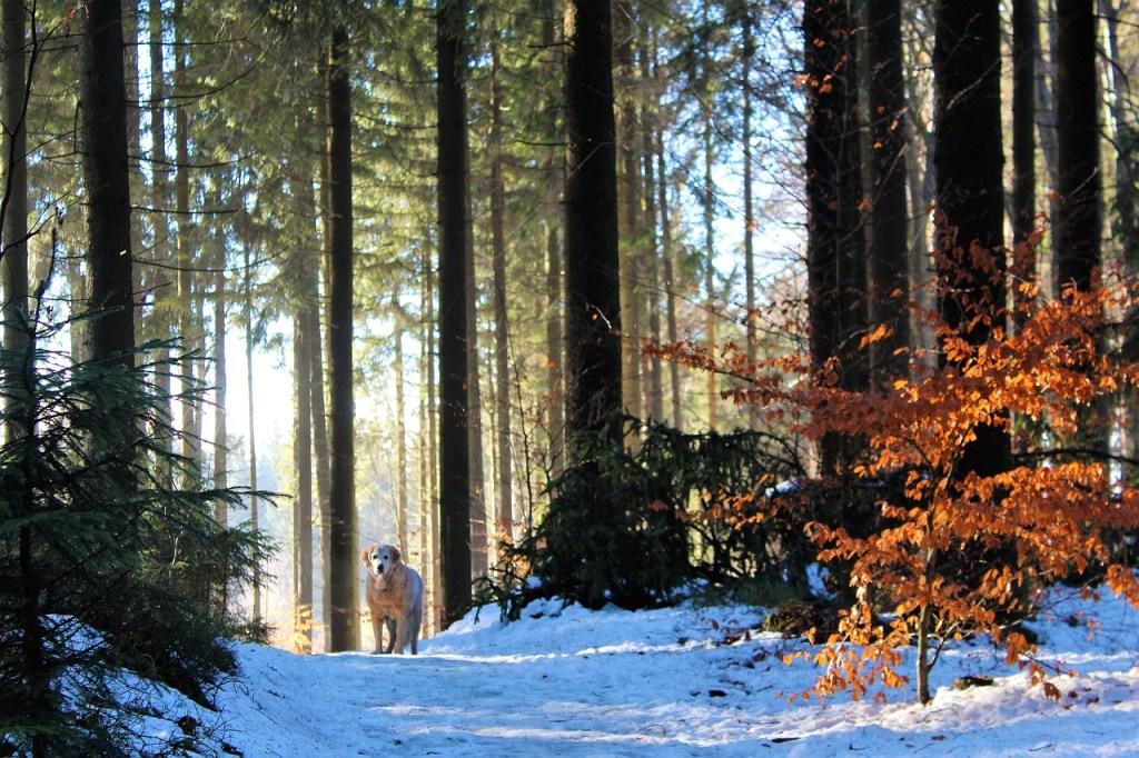 Dog standing in a wood with many tall pine trees and some smaller ones with orange leaves.