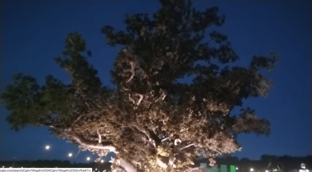 The Mighty Oak, descendant perhaps of the Oaks of Avalon, where it stands to the North East of Glastonbury Tour in the current festival site