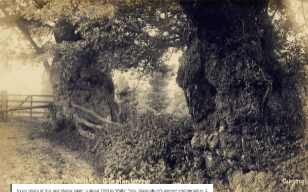 Trees on Glastonbury Festival site said to mark spot where Joseph of Arithamea disembarked after sailing across the Somerset Levels in Flood - https://tothetrees.co.uk/the-avalon-oak-to-the-trees-edition-45/